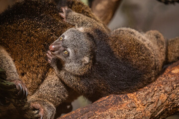Bear cuscus, Phalanger Maculatus with baby on her back