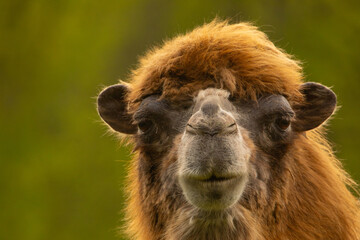 Obraz premium domestic camel looking at camera very close.