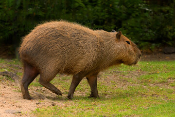 Capybara Kapibara Hydrochoerus hydrochaeris