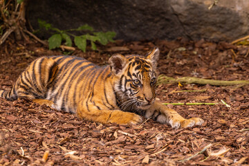 Tiger cubs playing with his mother,sumatra tiger Panthera tigris