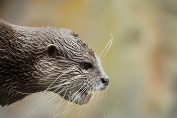 Asian small clawed otter Amblonyx cinerea, small clawed otter