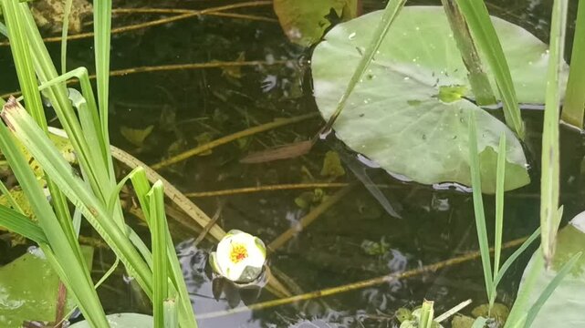   Water lillis.Beautiful wildlife. 