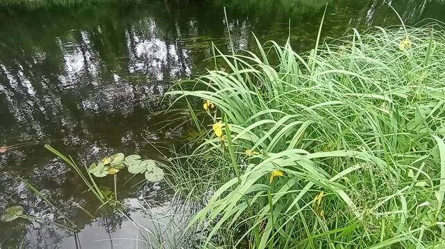 Beautiful wildlife. Water landscape with yellow flowers.