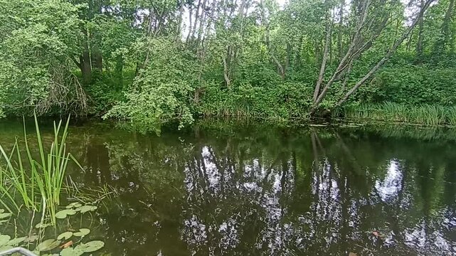 Beautiful nature. The river in forest. Wildlife