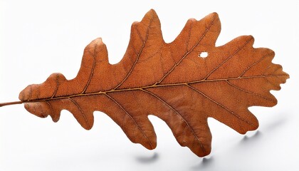Fototapeta premium brown leaf of oak tree isolated on white background