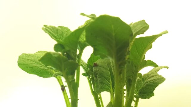 Colorado potato beetle larvae destroy a potato bush in 2 days. Rotation on a white background. Timelapse