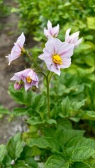 Delicate Lilac-White Potato Flowers with Bright Yellow Stamens in a Garden