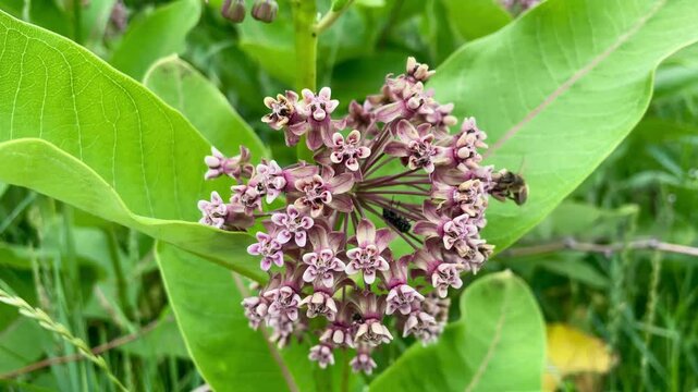 Flowering Common Milkweed (Asclepias syriaca) Amidst Green Leaves