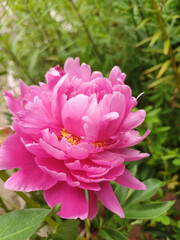Beautiful pink peony flower blooming in a vibrant garden during springtime with lush greenery in the background