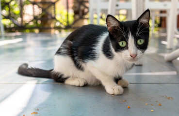 Black and white domestic cat sitting on a patio floor with sunlight filtering through greenery