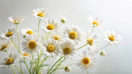Fototapeta premium A Delicate Bouquet of Pure White Daisies with Bright Yellow Centers, Gracefully Arranged Against a Soft, Neutral Background