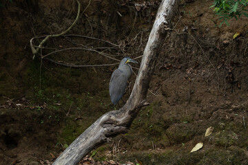Wildlife Exotic Bird in Costa Rica Along The Rio Frio River