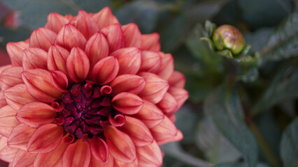 Colorful Dahlia 'Mises Miley' flower macro shot. Dahlia flower background.
