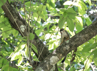 Monkey in Costa Rican Rain Forest
