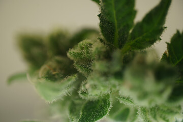 Medical Marijuana 
