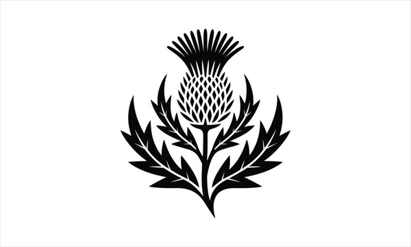Elegant thistle flower silhouette design in a classic botanical style