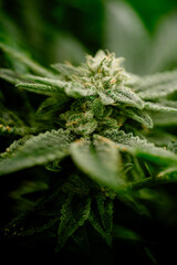 Medical Marijuana 
