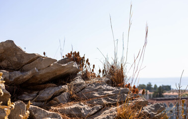 Rocky terrain with dry grass and wildflowers under a clear blue sky in a natural landscape