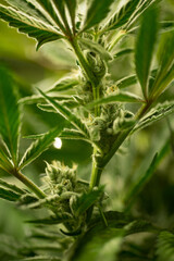 Medical Marijuana 