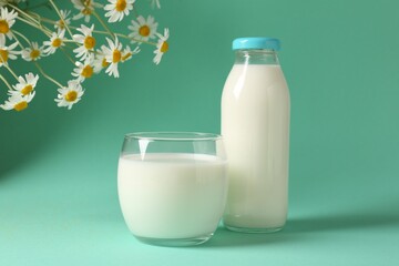 Fresh milk in glass, bottle and chamomile flowers on turquoise background. Dairy product