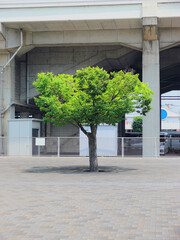 A tree stands alone in the open space in front of the train station.
A view of a Japanese local town.