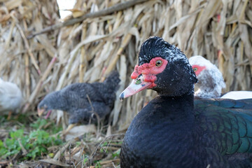 Domestic ducks on the farm. Care and breeding of ducks.