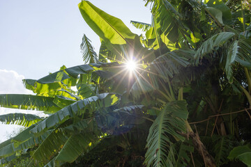 Sunlight filtering through lush green banana leaves in a tropical garden setting