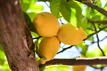 lemons on tree