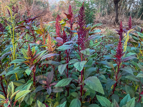 Red amaranth organic vegetable plant in Indian agriculture farm