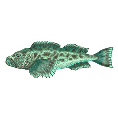 lingcod, ling cod, Ophiodon elongatus, buffalo cod, cultus cod, Hexagrammidae, Chordata, Actinopterygii, Ophiodon
