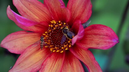 Wild honeybee and a hoverfly, on a Waltzing Mathilda Dahlia flower.