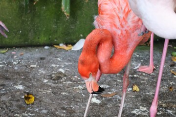 close up of a red flamingo © Catarina