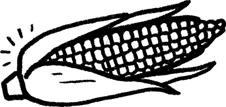 Hand drawn sketch of corn cob with partially peeled husks for design and decoration