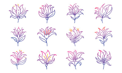 Bundle Flame Lily Fiery Red And Yellow Petal Curves Bot 205 Flame Lily Fiery Red And Ye