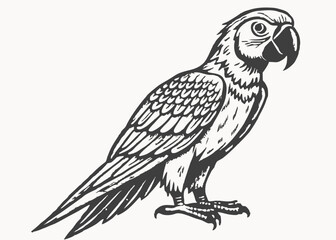 Silhouette Macaw parrot Illustration clipart isolated on white background