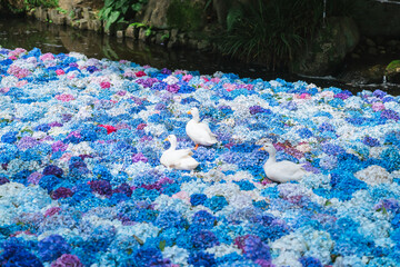 紫陽花の水中華に浮かぶアヒル