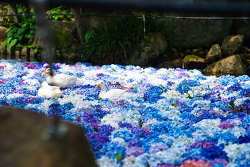 紫陽花の水中華に浮かぶアヒル