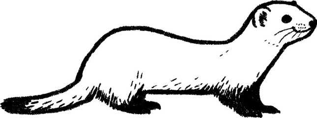 Sketch of a long, thin ferret in black and white for art and design