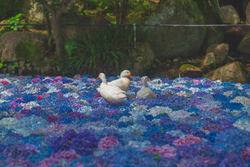 紫陽花の水中華に浮かぶアヒル
