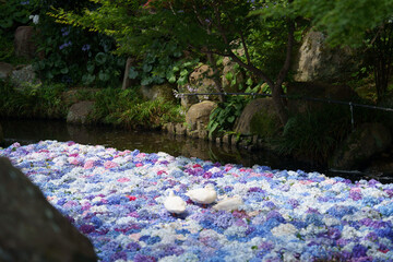 紫陽花の水中華に浮かぶアヒル