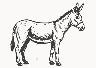 donkey vector isolated on white background