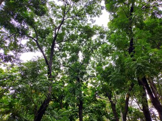 tree in the park
