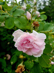 Pink roses blooming in a lush garden during a sunny afternoon in summer
