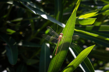 Closeup of dragonfly resting on a green leaf with sunlight highlighting its wings