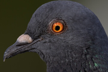 Pigeon Face Photo up close orange eye