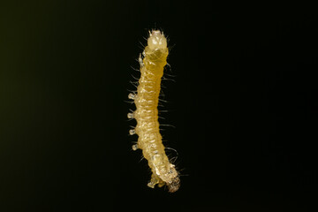 Small worm hanging in the air on a silk thread
