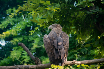 eagle in the zoo