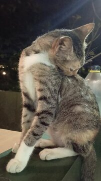 A cat licking its fur to clean itself. Video taken in portrait mode