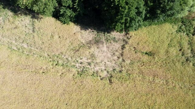 Rapsfeld mit Bibersch&auml;den, direkt am Bach, Frasssch&auml;den