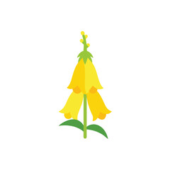 Stylised yellow foxglove flower with green stem and leaves on white background © Riaz